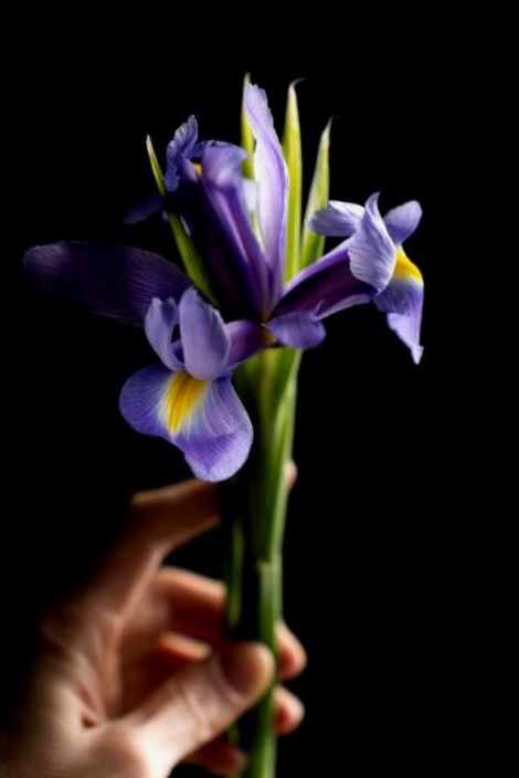 Saisonale Blumen