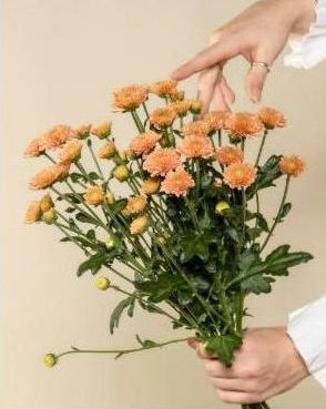 Rosen & Pfingstrosen